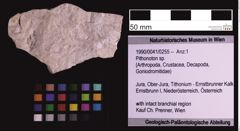 Foto (Objekt + Etiketten) von Pithonoton sp. (NHMW-GEO-1990-0041-0255)